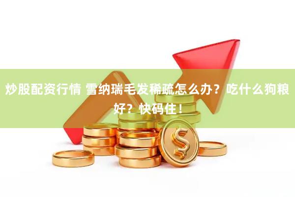 炒股配资行情 雪纳瑞毛发稀疏怎么办？吃什么狗粮好？快码住！